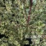 Luma Glanleam Gold
