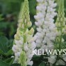 Lupinus 'Gallery White' (Gallery Series)