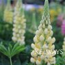 Lupinus 'Gallery Yellow' (Gallery Series)