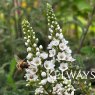 Lysimachia Candela ('Innlyscand')