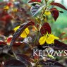 Lysimachia ciliata 'Firecracker'