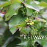 x Mahoberberis aquisargentii