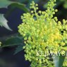 Mahonia aquifolium 'Apollo'