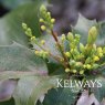 Mahonia aquifolium 'Apollo'