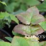 Mahonia aquifolium 'Atropurpurea'