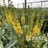 Mahonia x media 'Winter Sun' (3 litre pot)