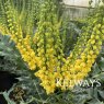 Mahonia x media 'Winter Sun' (3 litre pot)