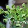 Mathiasella bupleuroides 'Green Dream'