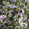 Mentha pulegium
