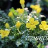 Morisia monanthos