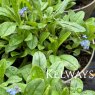 Myosotis sylvatica