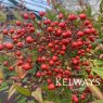 Nandina domestica