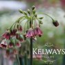 Allium siculum