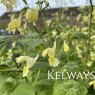 Nepeta govaniana