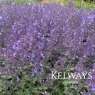 Nepeta x faassenii Junior Walker ('Novanepjun' PBR)