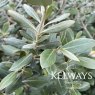 Olearia traversiorum
