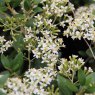 Olearia x haastii