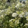 Olearia x haastii