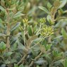 Olearia x haastii