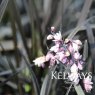 Ophiopogon planiscapus 'Nigrescens' (3 litre pot)