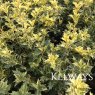 Osmanthus heterophyllus 'Goshiki' (v)