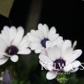 Dimorphotheca ecklonis