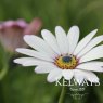 Osteospermum 'Lady Leitrim'