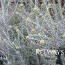 Ozothamnus rosmarinifolius 'Silver Jubilee'