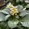 Pachysandra terminalis 'Green Carpet'