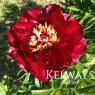 Paeonia 'Buckeye Belle'