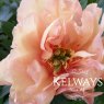 Paeonia 'Canary Brilliant'