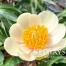 Paeonia 'Claire de Lune'