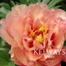 Paeonia 'Kopper Kettle'
