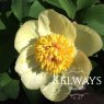 Paeonia 'mlokosewitschii'