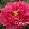Paeonia x suffruticosa 'Duchess of Kent' (S)