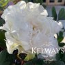 Paeonia x suffruticosa 'Shin-fusotsukasa' (S)