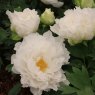 Paeonia x suffruticosa 'Shin-fusotsukasa' (S)