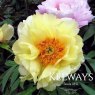 Paeonia x lemoinei 'High Noon' (S)