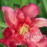 Paeonia 'Julia Rose' (I)