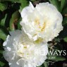 Paeonia 'Kelway's Glorious'