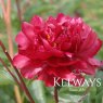 Paeonia lactiflora 'Adolphe Rousseau'