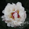 Paeonia lactiflora 'Boule de Neige'