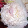 Paeonia lactiflora 'Fairy's Petticoat'