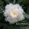 Paeonia lactiflora 'Fairy's Petticoat'