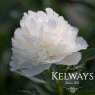 Paeonia lactiflora 'Fairy's Petticoat'