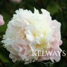 Paeonia lactiflora 'Fairy's Petticoat'