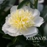 Paeonia 'Honey Gold'