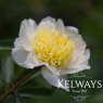 Paeonia 'Honey Gold'