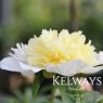 Paeonia 'Laura Dessert'