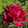 Paeonia 'Paul M Wild'